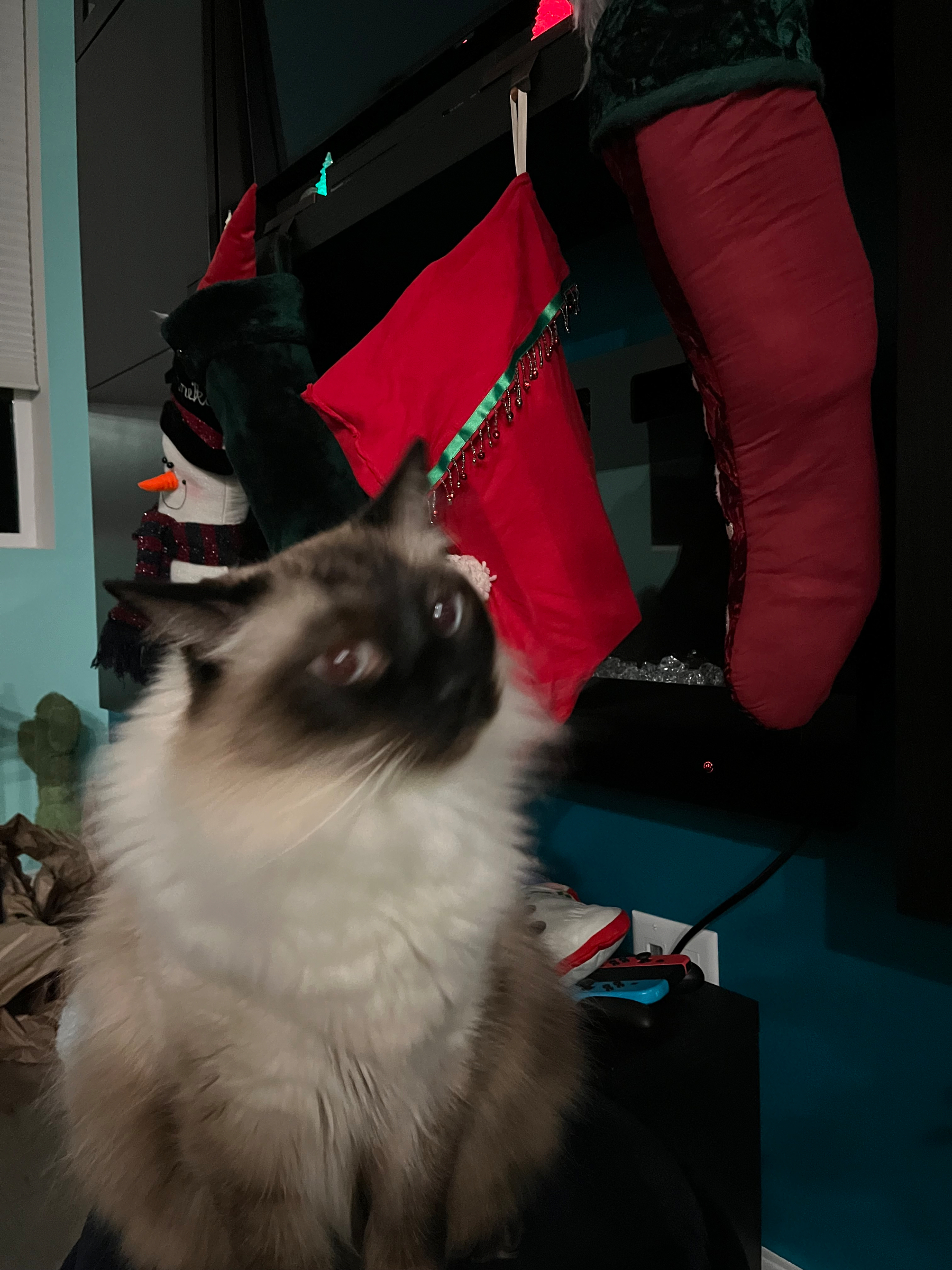 Fluffy cat sitting in front of a fireplace with full Christmas stockings hung just above it. 