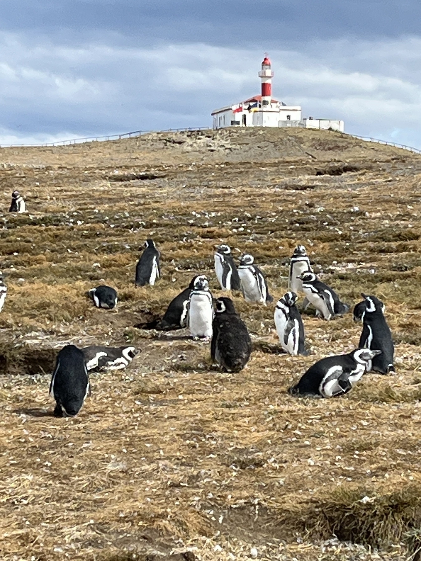 A group of Magellanic Penguins on the hillside in front of a lighthouse. 