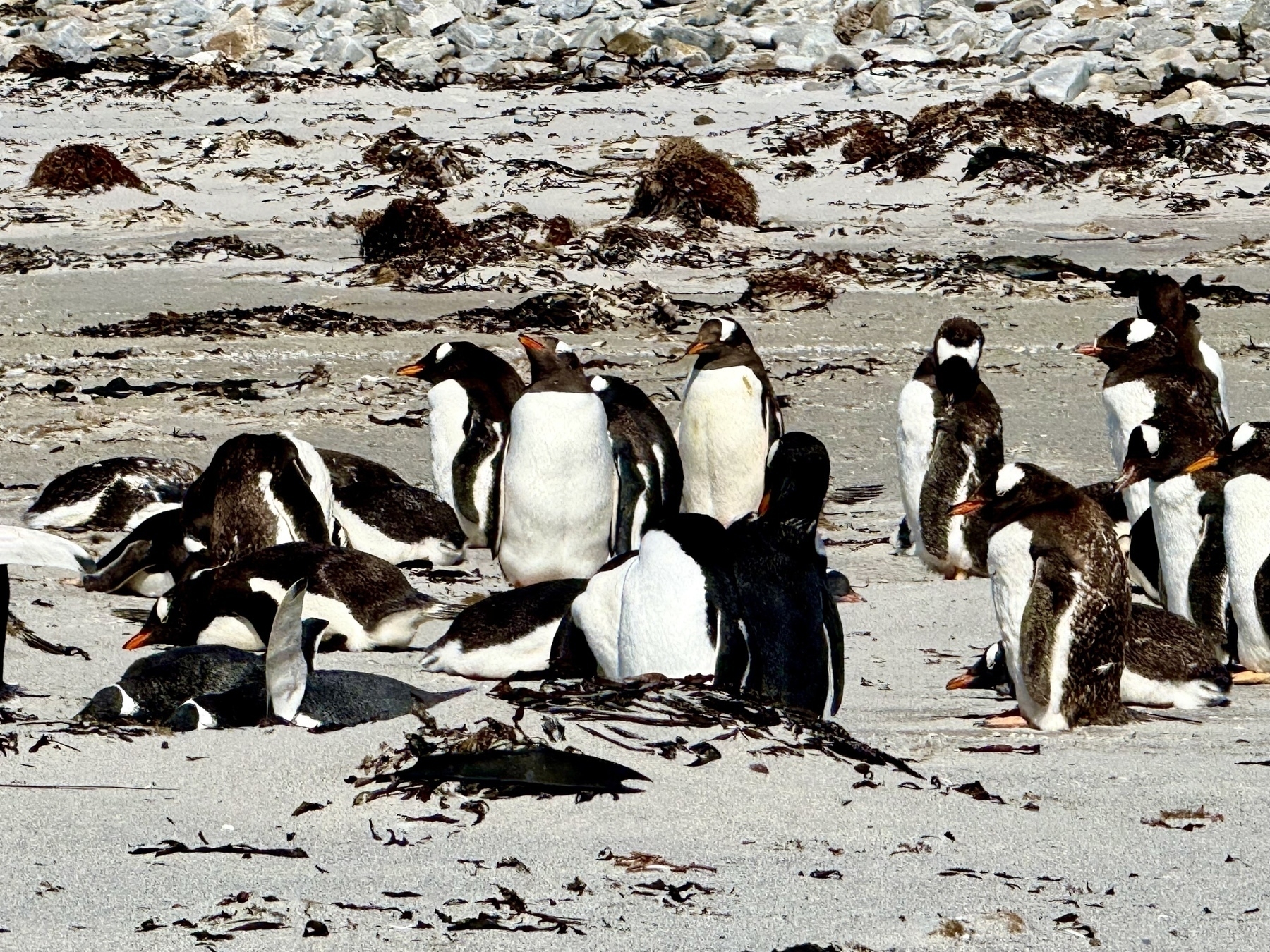 Group of young Gentoo Penguins standing and laying on the beach. 